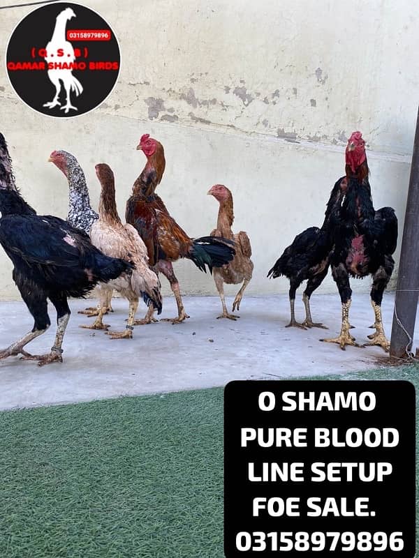 O SHAMO WHOLE SETUP URGENT SALE. AND EGGS ALSO AVAILABLE. 5