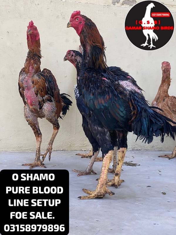 O SHAMO WHOLE SETUP URGENT SALE. AND EGGS ALSO AVAILABLE. 6