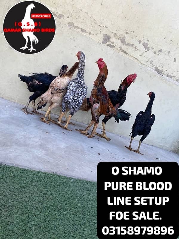 O SHAMO WHOLE SETUP URGENT SALE. AND EGGS ALSO AVAILABLE. 9