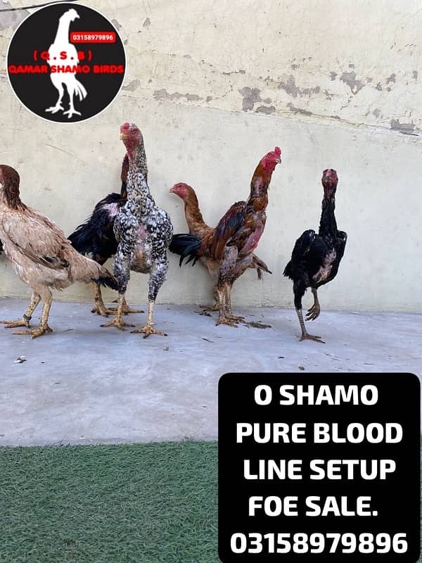 O SHAMO WHOLE SETUP URGENT SALE. AND EGGS ALSO AVAILABLE. 10