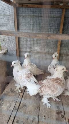 Beautiful Frill Pigeons 3 pair n one female