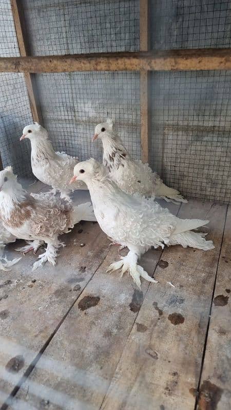 Beautiful Frill Pigeons 3 pair n one female 1