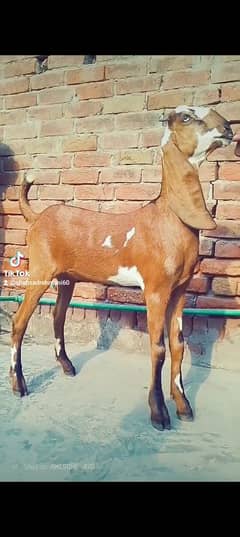 Bakri kheeri path nagri achi quality may mashallah 29inch hight hay