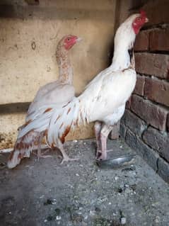 Aseel beautiful pair for sale