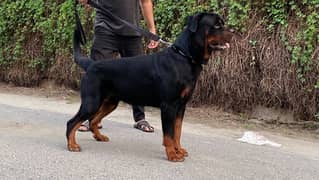 Rottweiler Adult Male