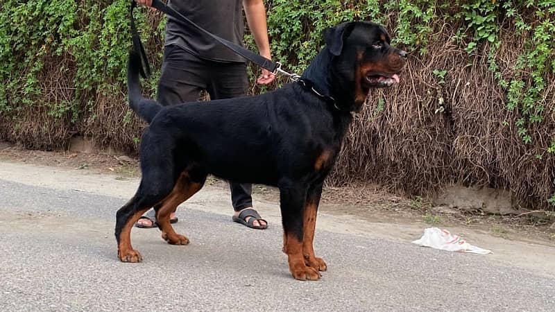 Rottweiler Adult Male 0