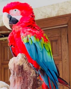 green wing macaw