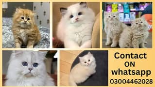 Persian / Kitten / Triple coat / Cute Cats / Fluffy Cat / small kitten