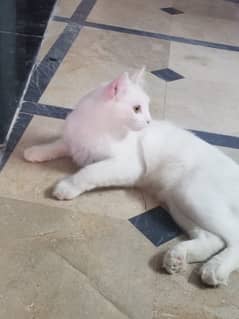 Turkish Angora