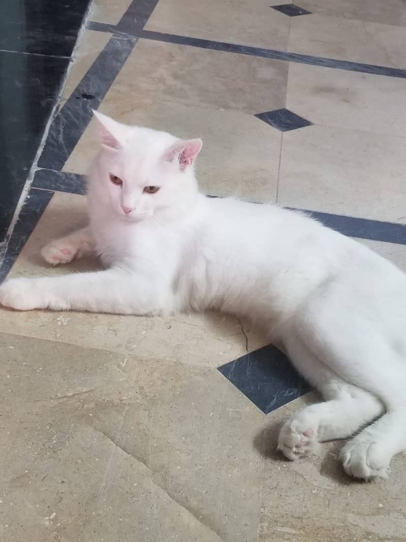 Turkish Angora 1