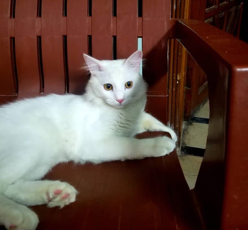 Turkish Angora 2