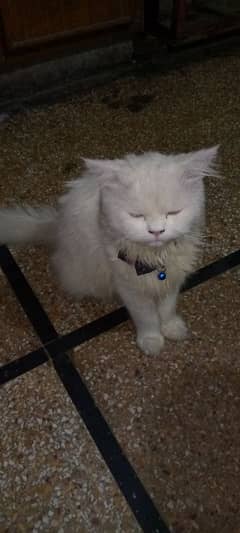 Triple coat white Persian cat male