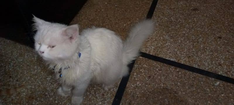 Triple coat white Persian cat male 4