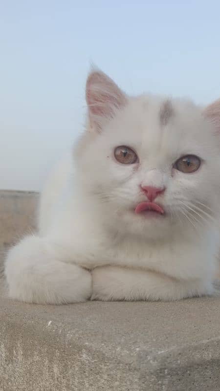 Persian cat available triple coat 0