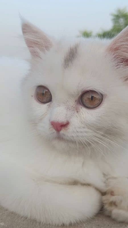 Persian cat available triple coat 4