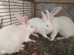 white rabbits red eyes