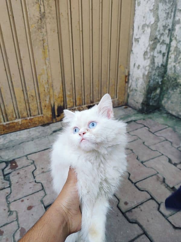 Persian Breeder Male triple coated 0