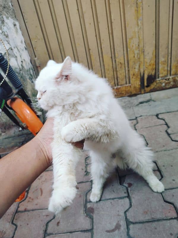 Persian Breeder Male triple coated 2