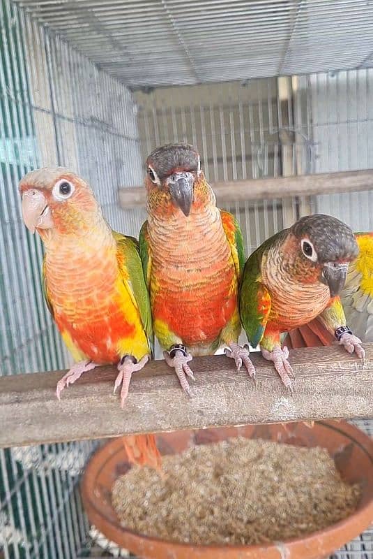 High Red Conure Pair and Male With DNA 0