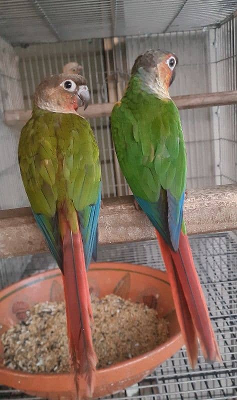 High Red Conure Pair and Male With DNA 1