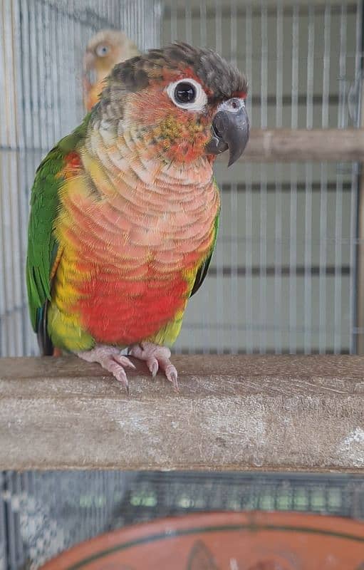 High Red Conure Pair and Male With DNA 2