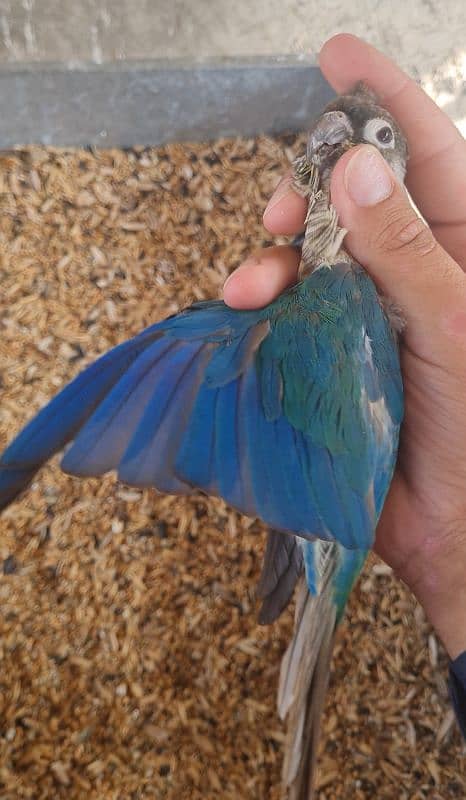 High Red Conure Pair and Male With DNA 3