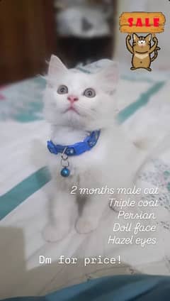 2 months Persian male cat