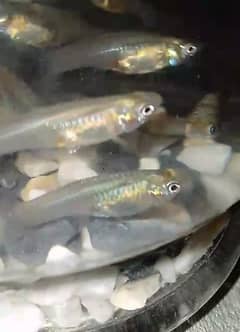 guppy fish available Rs:250 dozen