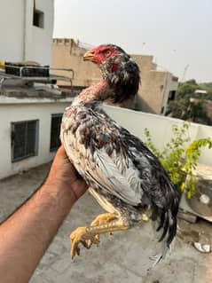 Heera And mianwali Home Breed High Quality Hens 0