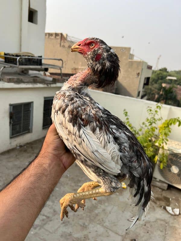 Heera And mianwali Home Breed High Quality Hens 3