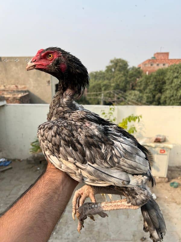 Heera And mianwali Home Breed High Quality Hens 4