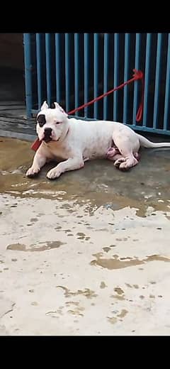 AMERICAN BULLY MALE for sale  (03113283184) MY WHATSAPP NUMBER