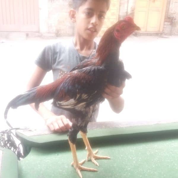 aseel Hera lakha murga as eel for sale a seel hens all setup 12