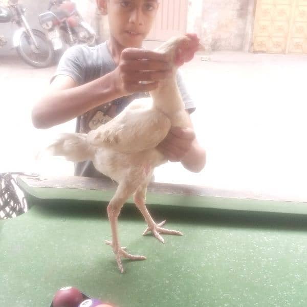 aseel Hera lakha murga as eel for sale a seel hens all setup 13