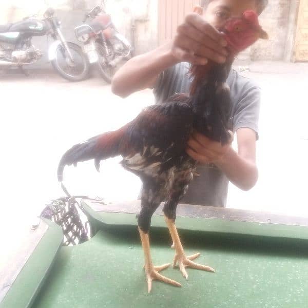 aseel Hera lakha murga as eel for sale a seel hens all setup 15