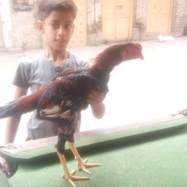 aseel Hera lakha murga as eel for sale a seel hens all setup 17