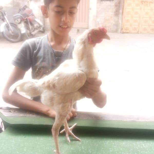 aseel Hera lakha murga as eel for sale a seel hens all setup 19