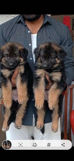 German shepherd Long coat female pup