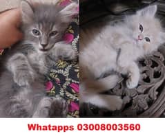 Persian Kitten | 45days | Male kittens | Persian Cat | Grey Kitten ,