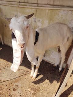 4 dand bakri