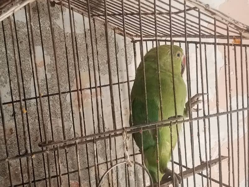 green parrot for sale baccha hai abhi Jo sikhaenge vah Sikh jaega 1