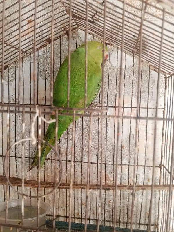 green parrot for sale baccha hai abhi Jo sikhaenge vah Sikh jaega 2