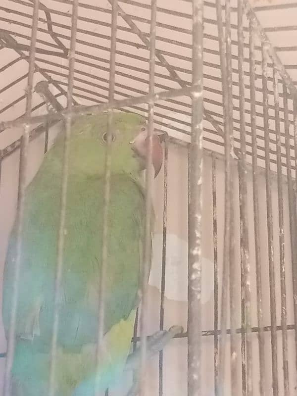 green parrot for sale baccha hai abhi Jo sikhaenge vah Sikh jaega 3