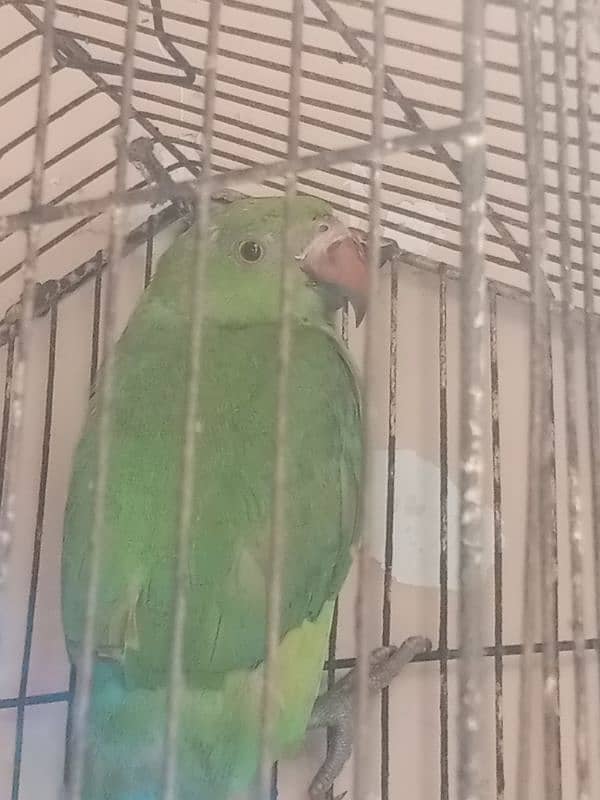 green parrot for sale baccha hai abhi Jo sikhaenge vah Sikh jaega 4