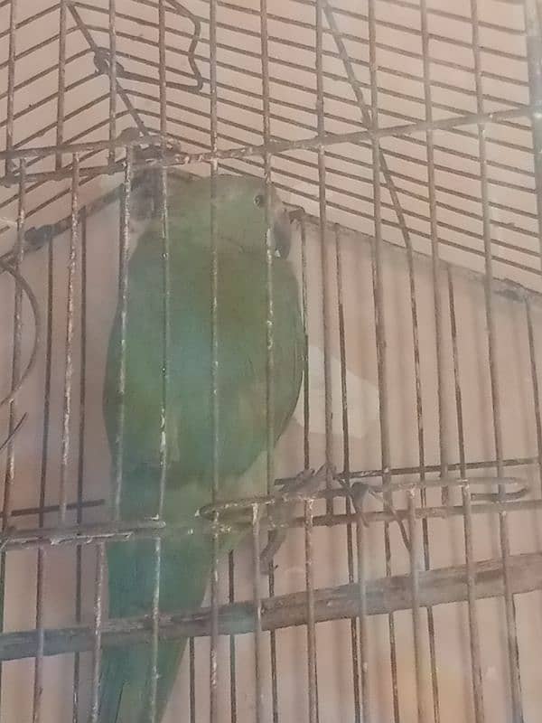 green parrot for sale baccha hai abhi Jo sikhaenge vah Sikh jaega 5