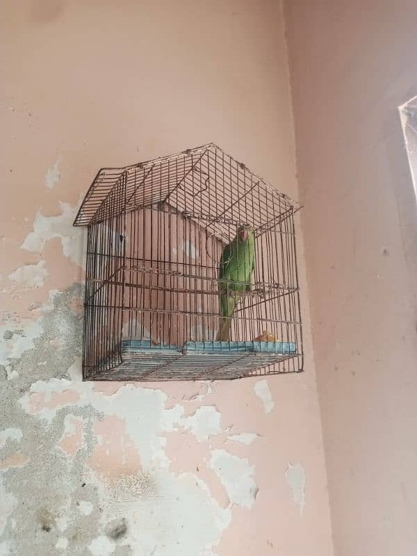 green parrot for sale baccha hai abhi Jo sikhaenge vah Sikh jaega 7