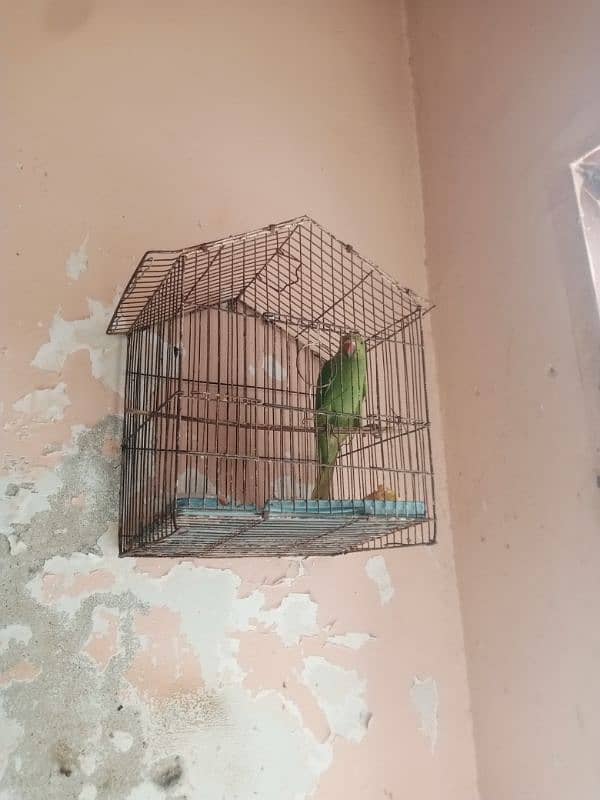 green parrot for sale baccha hai abhi Jo sikhaenge vah Sikh jaega 8