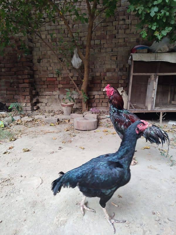 Aseel Thai Breeder Pair for Sale 2