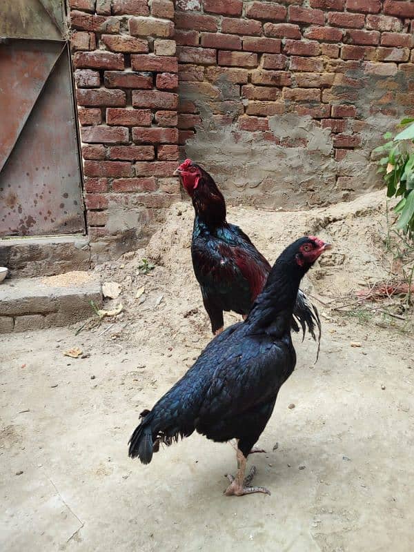 Aseel Thai Breeder Pair for Sale 9