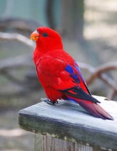 Beautiful Rainbow Lorikeet Chicks, Black Cap Lory Pair & Red Moluccan